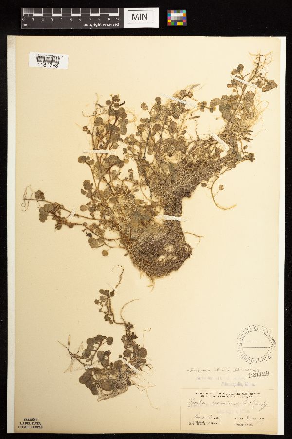 Nasturtium officinale image