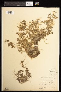 Thumbnail image of current specimen