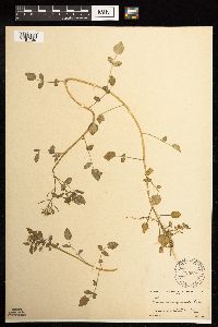 Nasturtium officinale image