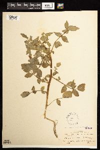 Nasturtium officinale image