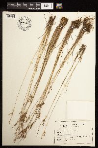 Thumbnail image of current specimen