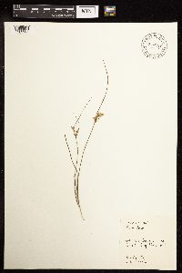 Juncus tenuis image