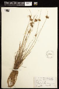 Juncus tenuis image