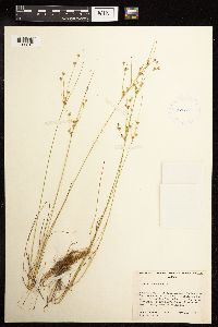 Juncus tenuis image