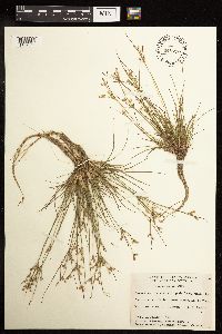 Juncus tenuis image