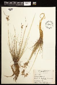 Juncus tenuis image