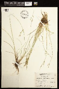 Juncus tenuis image