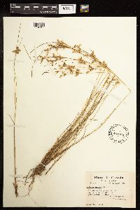 Juncus tenuis image