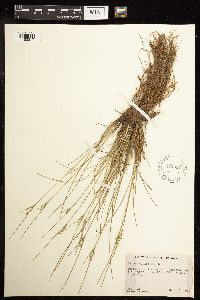 Juncus tenuis image