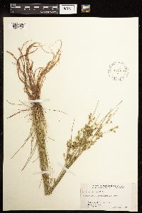 Juncus tenuis image