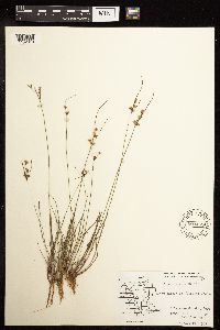 Juncus tenuis image