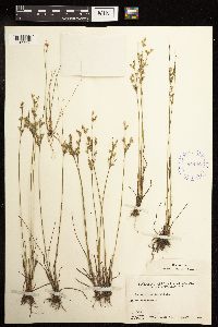 Juncus tenuis image