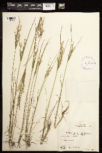 Juncus tenuis image