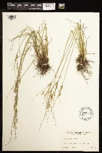 Juncus tenuis image