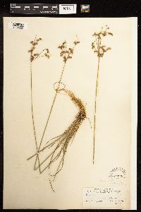 Juncus tenuis image