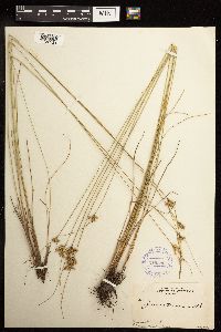 Juncus tenuis image