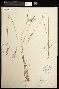 Juncus tenuis image