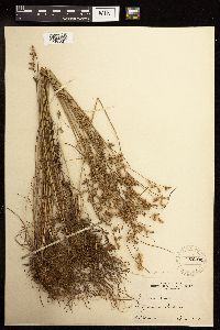 Juncus tenuis image