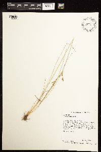 Juncus tenuis image