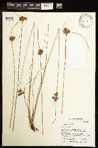 Juncus tenuis image