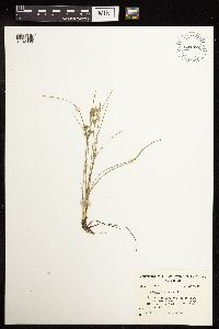 Juncus tenuis image