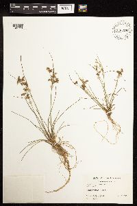 Juncus tenuis image