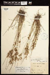 Juncus tenuis image