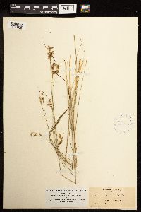 Juncus tenuis image
