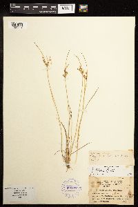 Juncus tenuis image