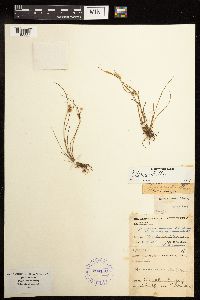 Juncus tenuis image