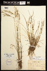 Juncus tenuis image