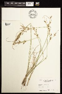 Thumbnail image of current specimen