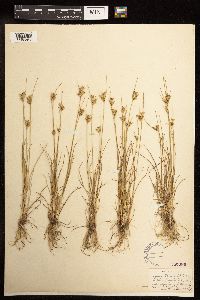 Juncus dudleyi image