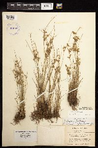 Juncus tenuis image