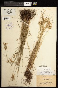 Juncus tenuis image