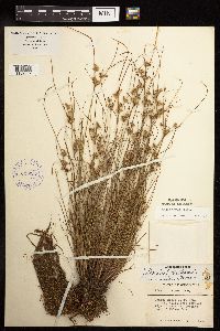 Juncus tenuis image