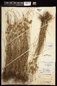 Juncus tenuis image