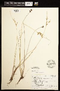 Juncus tenuis image