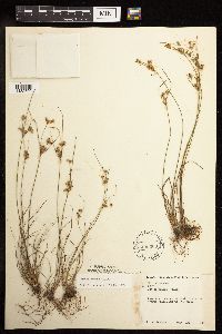 Juncus tenuis image