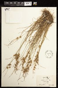 Juncus tenuis image