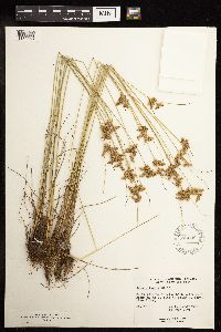 Juncus tenuis image