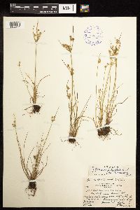 Juncus tenuis image