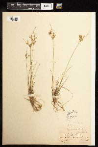 Juncus tenuis image