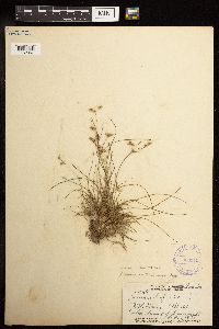 Juncus tenuis image