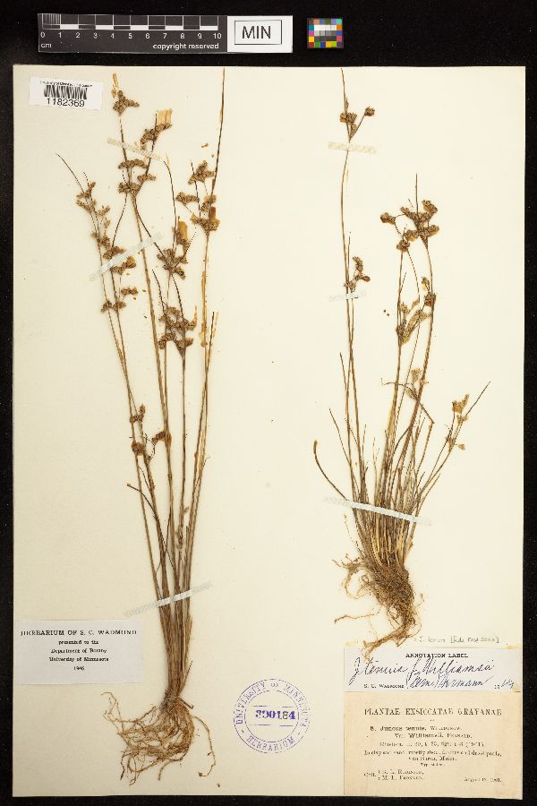 Juncus tenuis image