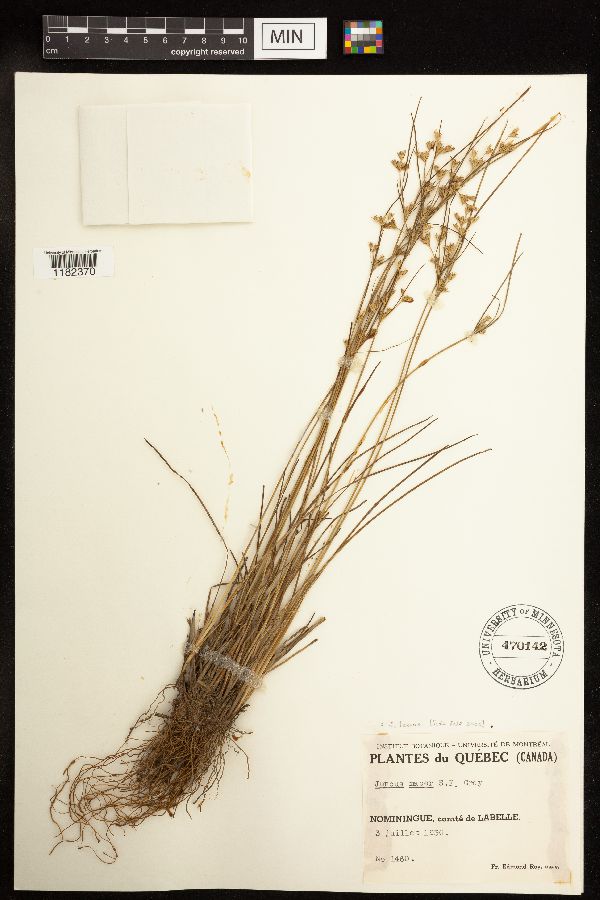 Juncus tenuis image