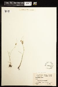 Juncus tenuis image