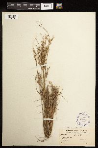 Juncus tenuis image