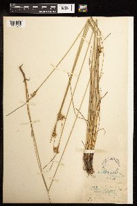 Juncus tenuis image