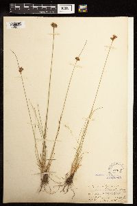 Juncus tenuis image